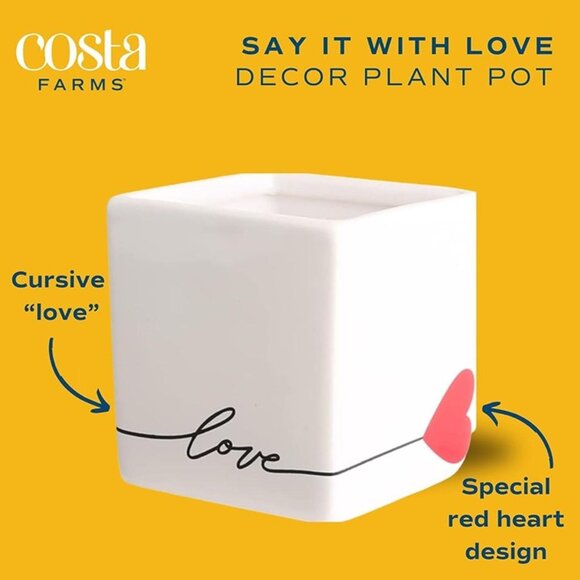 NEW Mini Succulent, Live Succulent Plant, 2-Inches Tall - Picture 5 of 9